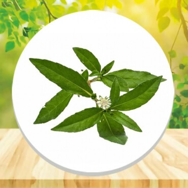 Bhringraj Manufacturer in India
